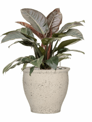 Philodendron `Imperial Red In Mediterranean D 27 H 85 cm - PlantenShop24 - 30-04-2025