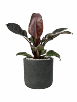 Philodendron Imperial Red In Rough D 19 H 57 cm - PlantenShop24 - 14-05-2025