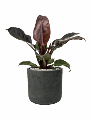 Philodendron Imperial Red In Rough D 19 H 57 cm - PlantenShop24 - 14-05-2025