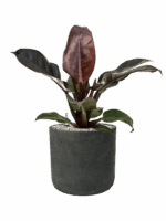 Philodendron `Imperial Red In Rough D 19 H 57 cm - PlantenShop24 - 14-05-2025