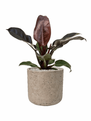Philodendron Imperial Red In Rough D 19 H 57 cm - PlantenShop24 - 14-05-2025