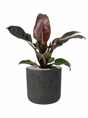 Philodendron `Imperial Red In Rough D 19 H 57 cm - PlantenShop24 - 14-05-2025