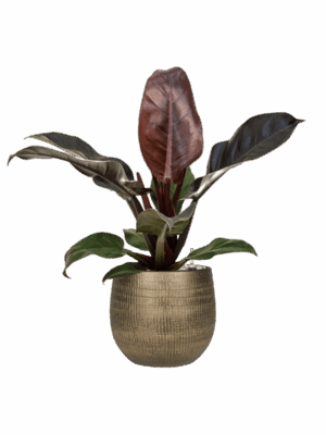 Philodendron `Imperial Red In Ryan D 19 H 76 cm - PlantenShop24 - 14-05-2025