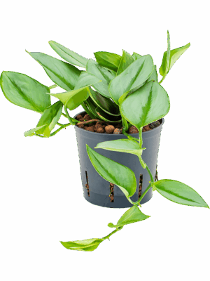 Philodendron Metal Green D 13 H 25 cm - PlantenShop24 - 08-05-2025