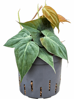 Philodendron Micans D 13 H 25 cm - PlantenShop24 - 20-06-2025