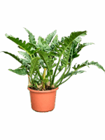Philodendron Narrow D 32 H 75 cm - PlantenShop24 - 06-05-2025