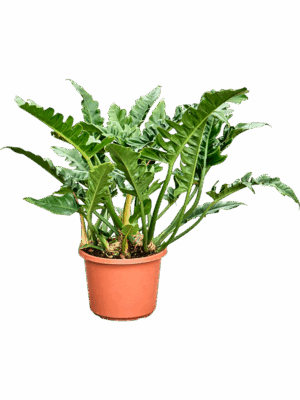Philodendron Narrow D 32 H 75 cm - PlantenShop24 - 06-05-2025