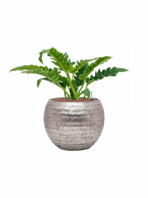 Philodendron Narrow In Baq Opus Hammered D 22 H 63 cm - PlantenShop24 - 15-05-2025