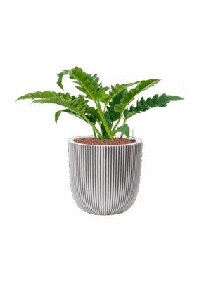 Philodendron Narrow In Capi Nature Groove NL D 22 H 64 cm - PlantenShop24 - 15-05-2025