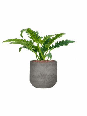 Philodendron Narrow In Cement & Stone D 22 H 59 cm - PlantenShop24 - 15-05-2025