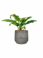 Philodendron Narrow In Cement & Stone D 22 H 59 cm - PlantenShop24 - 29-05-2025