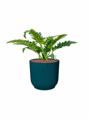 Philodendron Narrow In Vibes Fold D 22 H 62 cm - PlantenShop24 - 15-05-2025