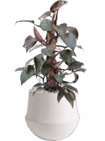 Philodendron New Red In Fusion D 17 H 57 cm - PlantenShop24 - 09-05-2025