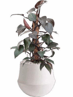 Philodendron New Red In Fusion D 17 H 57 cm - PlantenShop24 - 09-05-2025