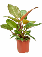 Philodendron Prince Of Orange D 17 H 40 cm - PlantenShop24 - 29-04-2025