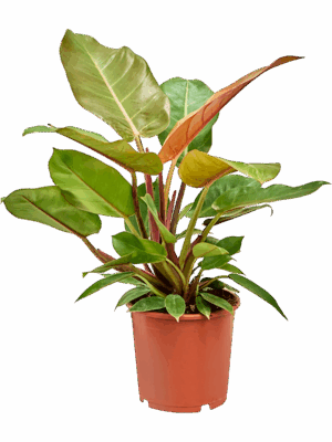 Philodendron Prince Of Orange D 17 H 40 cm - PlantenShop24 - 20-05-2025