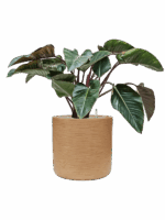 Philodendron Red Beauty In Baq Dune D 27 H 94 cm - PlantenShop24 - 14-05-2025