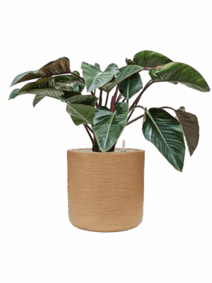 Philodendron Red Beauty In Baq Dune D 27 H 94 cm - PlantenShop24 - 14-05-2025