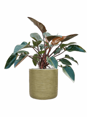 Philodendron Red Beauty In Baq Dune D 30 H 115 cm - PlantenShop24 - 05-05-2025