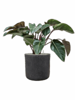 Philodendron Red Beauty In Baq Raindrop D 27 H 91 cm - PlantenShop24 - 14-05-2025