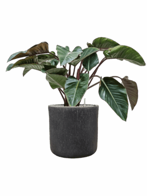 Philodendron Red Beauty In Baq Raindrop D 27 H 91 cm - PlantenShop24 - 14-05-2025