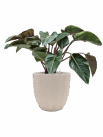 Philodendron Red Beauty In Baq Raindrop D 27 H 93 cm - PlantenShop24 - 14-05-2025