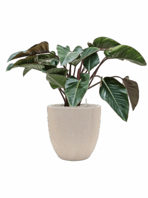 Philodendron Red Beauty In Baq Raindrop D 27 H 93 cm - PlantenShop24 - 14-05-2025