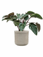 Philodendron Red Beauty In Baq Vertical Rib D 27 H 90 cm - PlantenShop24 - 14-05-2025