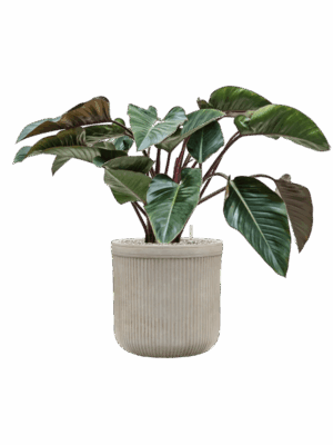 Philodendron Red Beauty In Baq Vertical Rib D 27 H 90 cm - PlantenShop24 - 14-05-2025