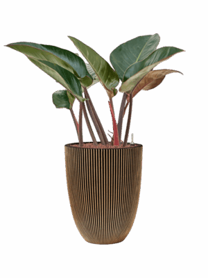Philodendron Red Beauty In Capi Nature Groove NL D 22 H 102 cm - PlantenShop24 - 15-05-2025