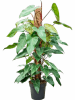 Philodendron Red Emerald D 24 H 120 cm - PlantenShop24 - 03-06-2025