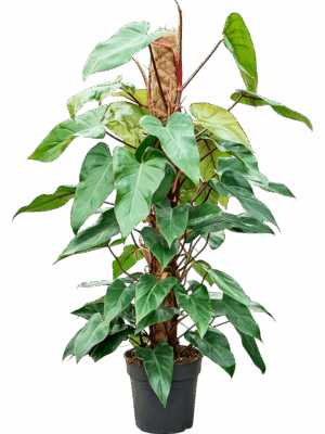 Philodendron Red Emerald D 24 H 120 cm - PlantenShop24 - 27-05-2025