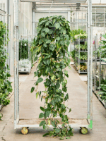 Philodendron Scandens Brasil D 35 H 300 cm - PlantenShop24 - 14-05-2025
