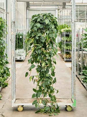 Philodendron Scandens Brasil D 35 H 300 cm - PlantenShop24 - 14-05-2025