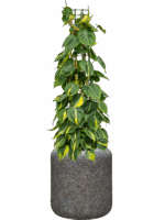 Philodendron Scandens Brasil In Baq Naturescast D 24 H 117 cm - PlantenShop24 - 09-05-2025