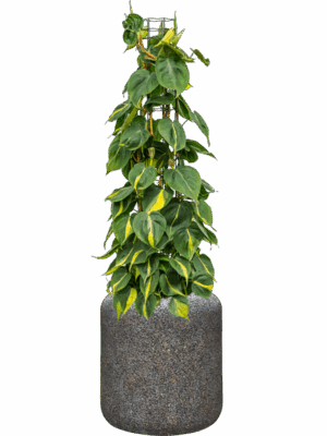 Philodendron Scandens Brasil In Baq Naturescast D 24 H 117 cm - PlantenShop24 - 09-05-2025