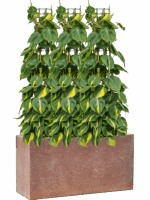 Philodendron Scandens Brasil In Baq Terrazzo D 24 H 117 cm - PlantenShop24 - 09-05-2025