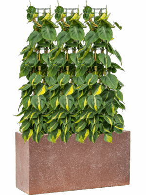 Philodendron Scandens Brasil In Baq Terrazzo D 24 H 117 cm - PlantenShop24 - 09-05-2025