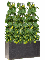 Philodendron Scandens Brasil In Baq Terrazzo D 24 H 117 cm - PlantenShop24 - 09-05-2025