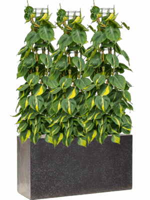 Philodendron Scandens Brasil In Baq Terrazzo D 24 H 117 cm - PlantenShop24 - 09-05-2025