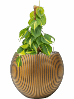 Philodendron Scandens Brasil In Capi Nature Groove D 15 H 54 cm - PlantenShop24 - 28-05-2025