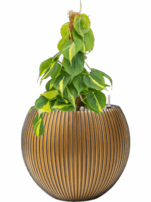 Philodendron Scandens Brasil In Capi Nature Groove D 15 H 54 cm - PlantenShop24 - 28-05-2025