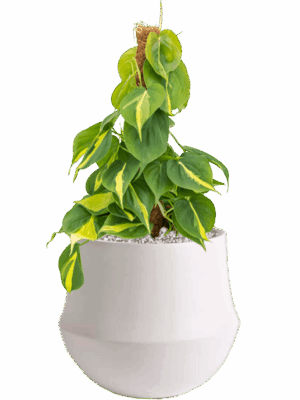 Philodendron Scandens Brasil In Fusion D 15 H 49 cm - PlantenShop24 - 28-05-2025