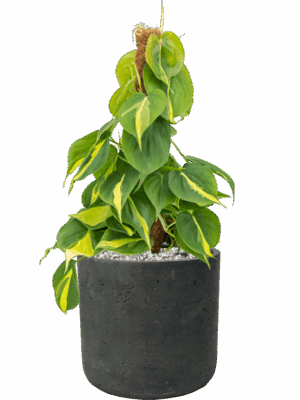 Philodendron Scandens Brasil In Rough D 15 H 46 cm - PlantenShop24 - 28-05-2025