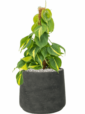 Philodendron Scandens Brasil In Rough D 15 H 47 cm - PlantenShop24 - 28-05-2025