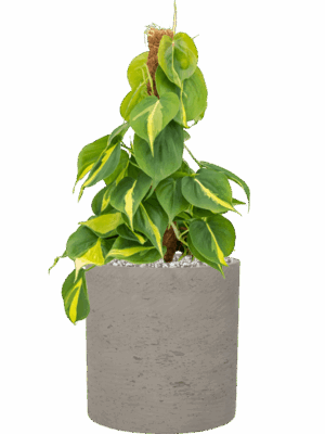 Philodendron Scandens Brasil In Rough D 15 H 48 cm - PlantenShop24 - 28-05-2025