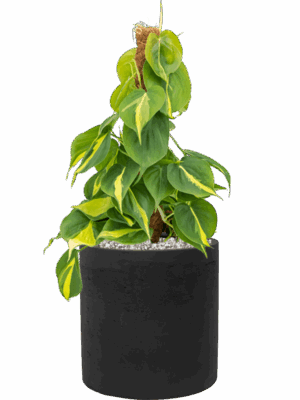 Philodendron Scandens Brasil In Rough D 15 H 48 cm - PlantenShop24 - 28-05-2025