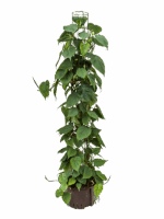 Philodendron Scandens D 28 H 160 cm - PlantenShop24 - 11-06-2025