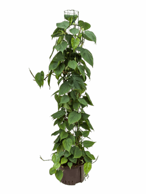 Philodendron Scandens D 28 H 150 cm - PlantenShop24 - 15-05-2025