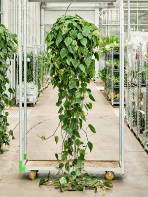 Philodendron Scandens D 35 H 300 cm - PlantenShop24 - 14-05-2025